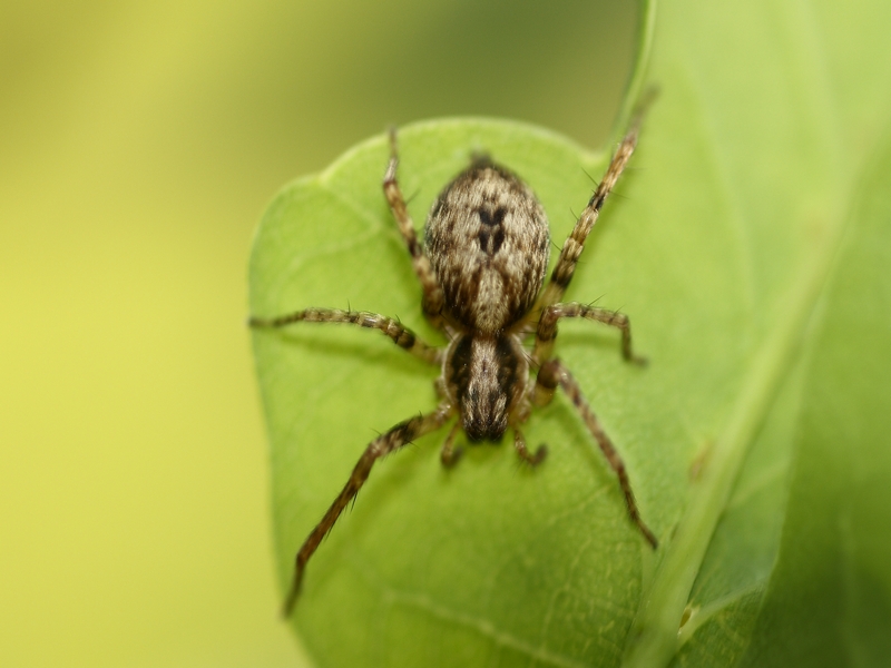 Anyphaena sp. - Parco del Ticino, Magenta (MI)